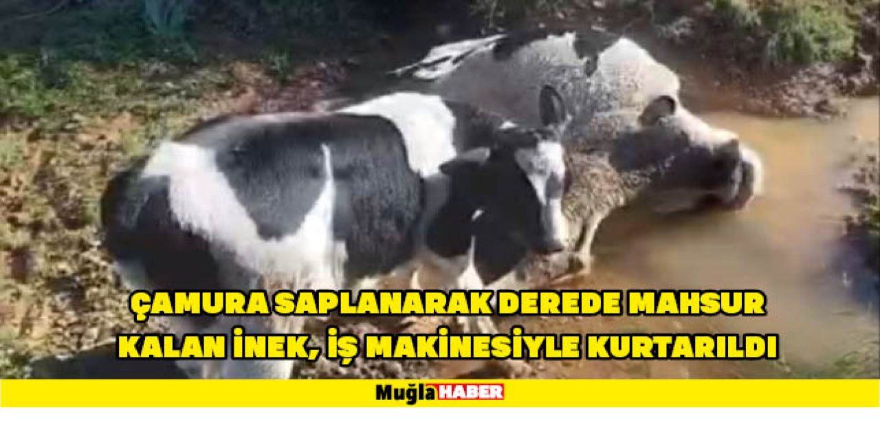 ÇAMURA SAPLANARAK DEREDE MAHSUR KALAN İNEK, İŞ MAKİNESİYLE KURTARILDI