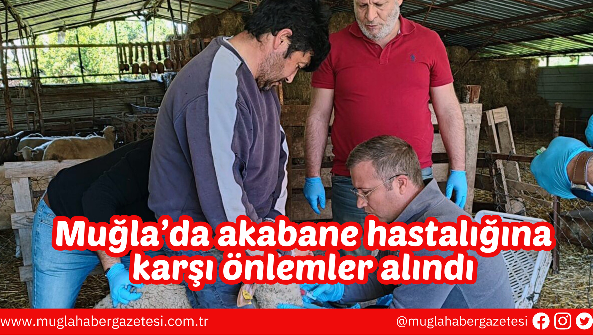 Muğla’da akabane hastalığına karşı önlemler alındı