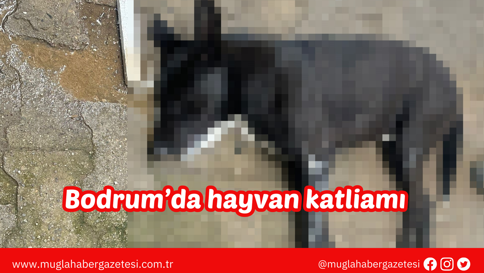 Bodrum’da hayvan katliamı