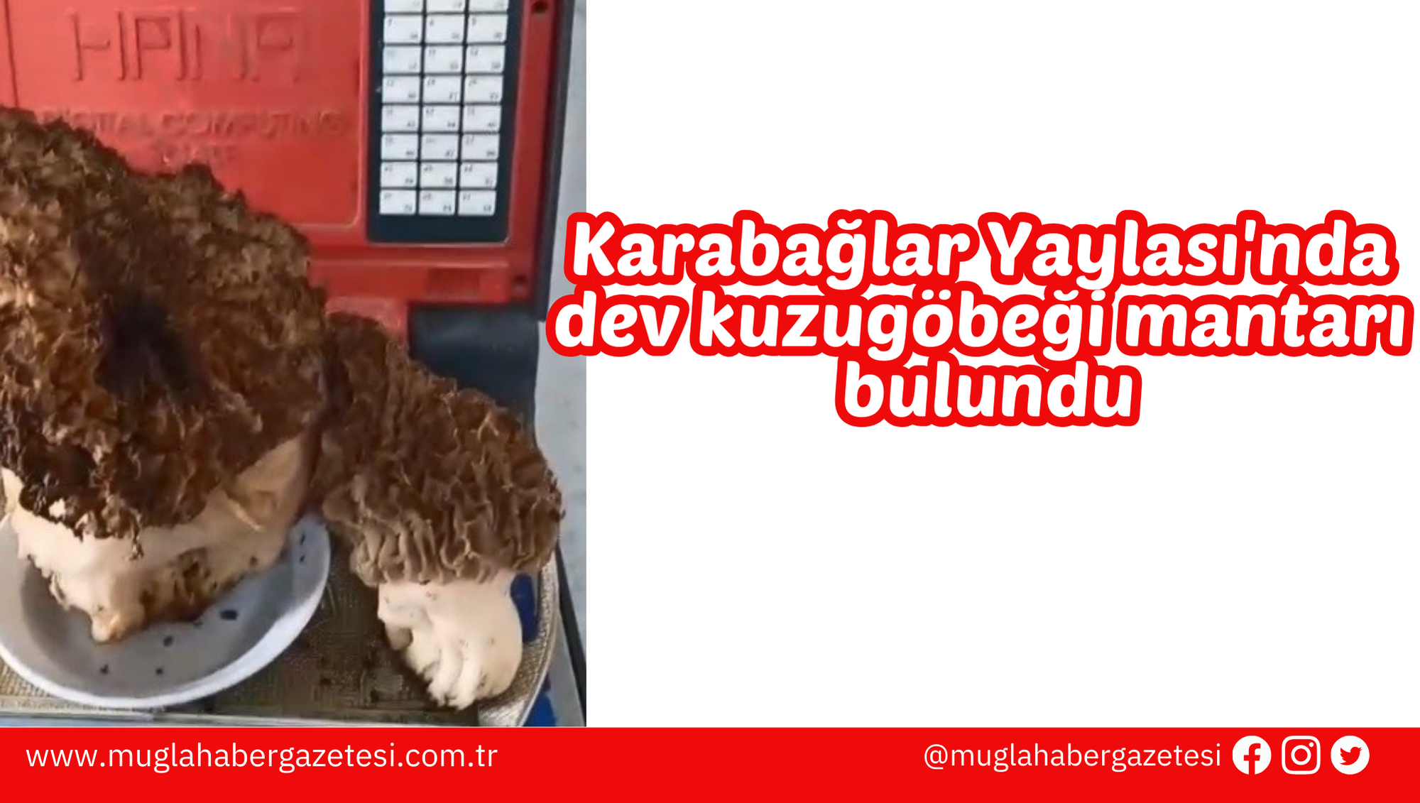 Karabağlar Yaylası'nda dev kuzugöbeği mantarı bulundu