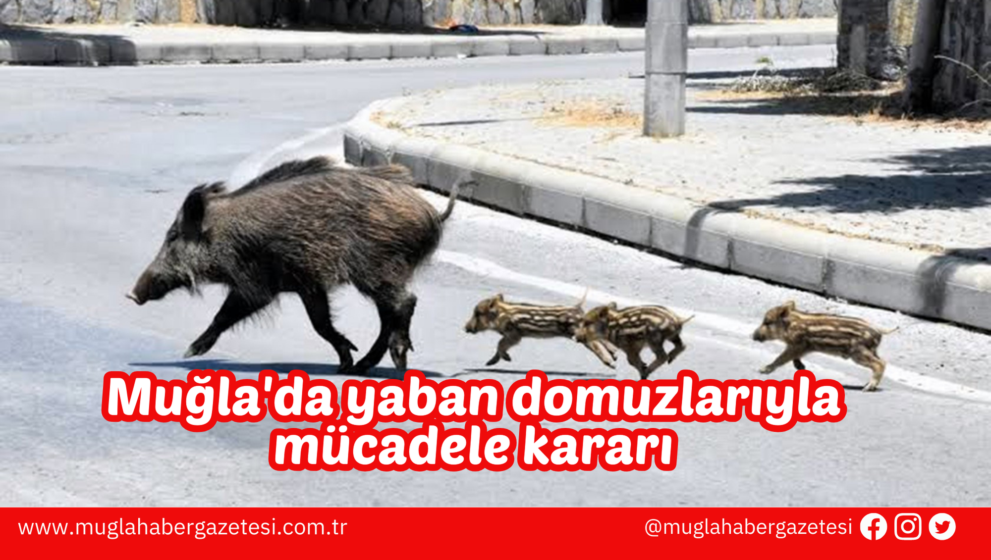 Muğla'da yaban domuzlarıyla mücadele kararı