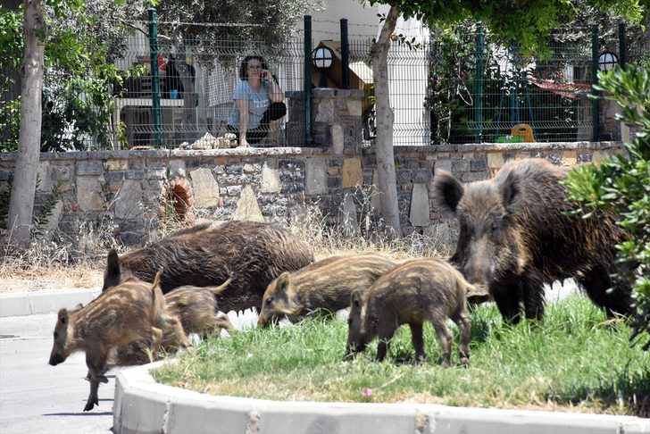 Muğla’da Domuzlar Kümesi Bastı