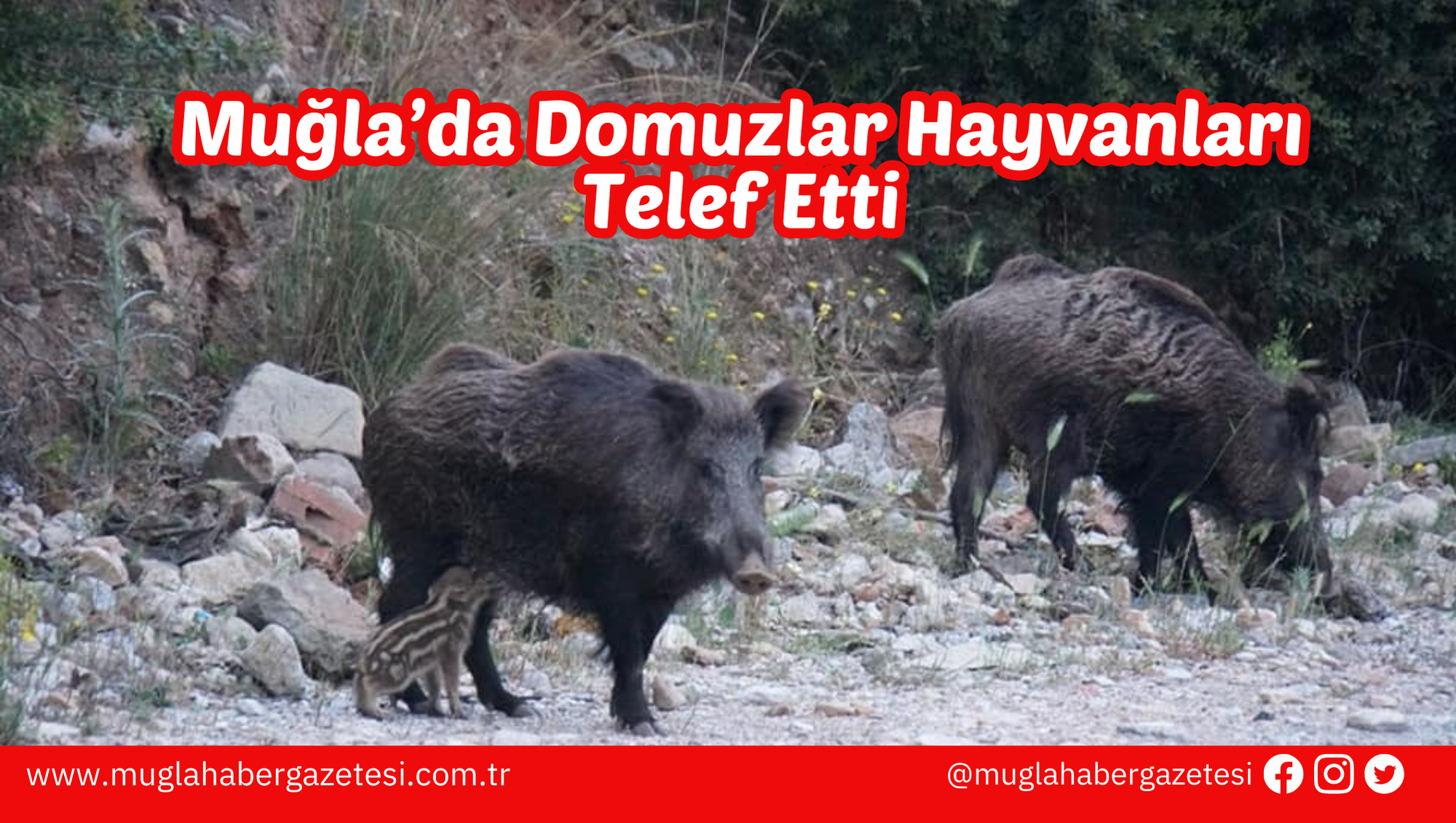 Muğla’da Domuzlar Hayvanları Telef Etti
