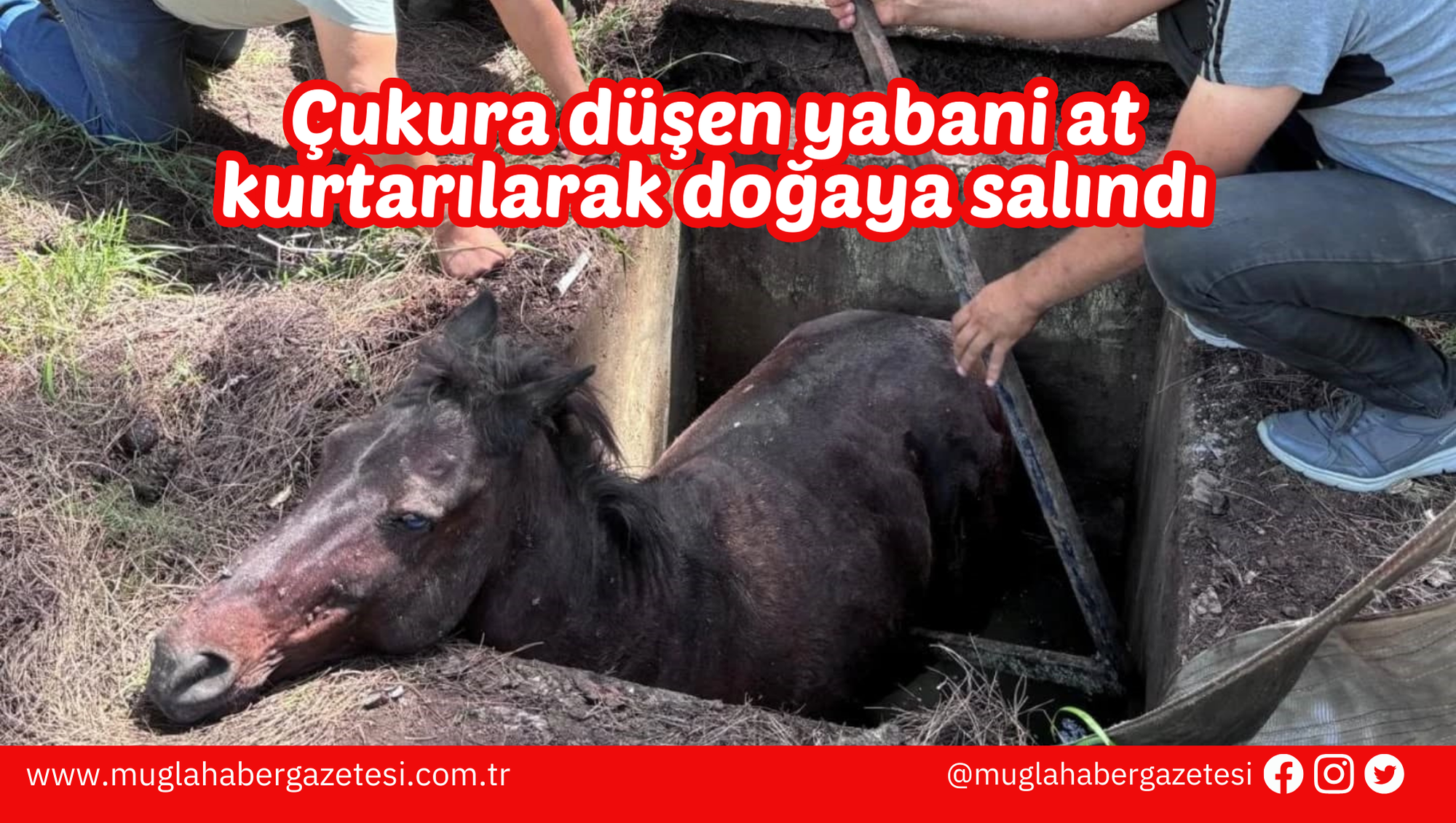 Çukura düşen yabani at kurtarılarak doğaya salındı