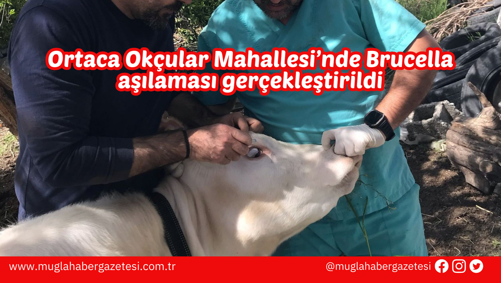Ortaca Okçular Mahallesi’nde Brucella aşılaması gerçekleştirildi