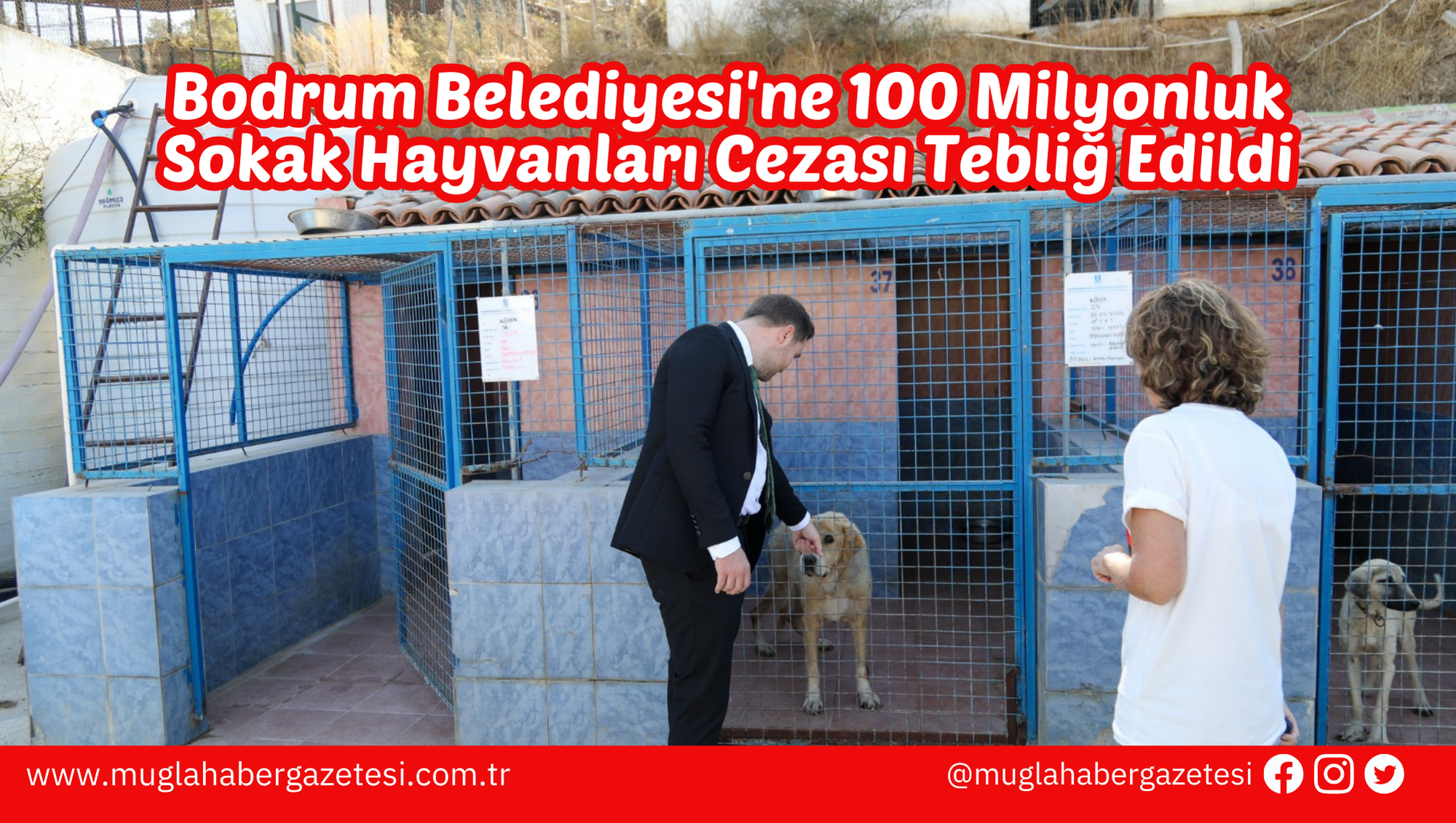 Bodrum Belediyesi'ne 100 Milyonluk Sokak Hayvanları Cezası Tebliğ Edildi