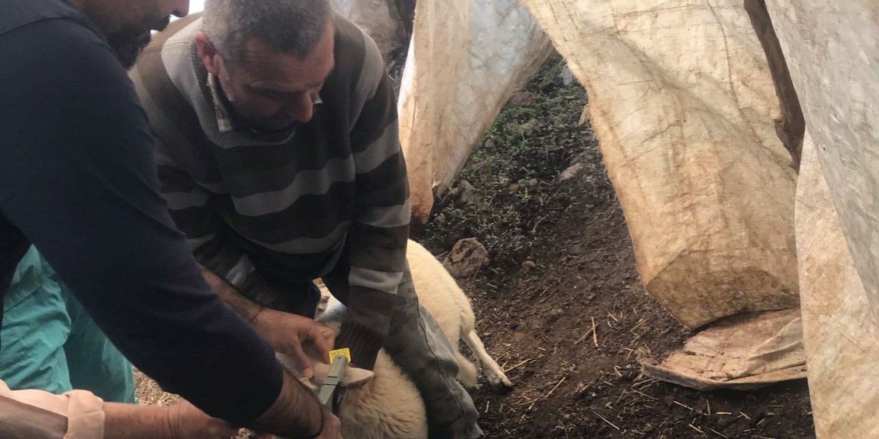ORTACA’DA KÜÇÜKBAŞ AŞILAMA VE KİMLİKLENDİRME ÇALIŞMALARI YAPILIYOR