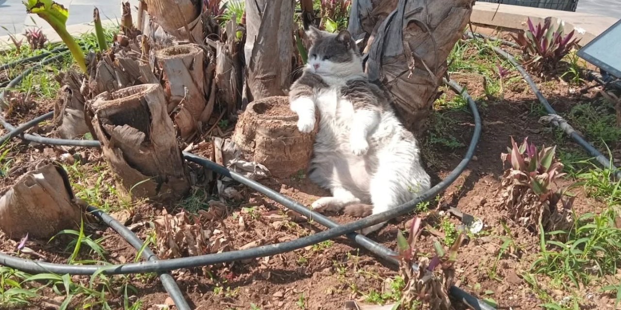 İŞÇİLER ÇALIŞTI, O KEYFİNİ BOZMADI