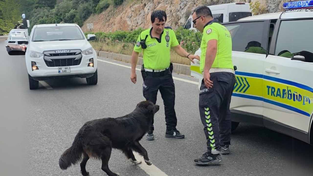 Zincirleme Kaza Sonrası Yol Ortasında Kalan Köpeğe Polis Şefkati