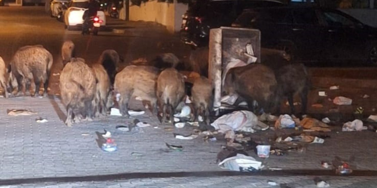 Belediyenin çöpleri zamanında toplamadığı Marmaris'te yaban domuzu istilası yaşanıyor