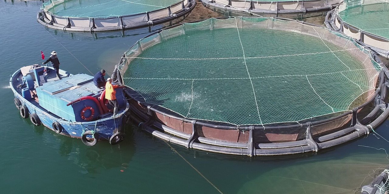 MUĞLA'NIN SU ÜRÜNLERİ İHRACATI 1 MİLYAR DOLARA YAKLAŞTI