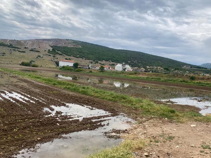 Menteşe’de Sağanak Felaketi: Tütün Tarlaları Atık Suyla Doldu, Fideler Çamura Gömüldü