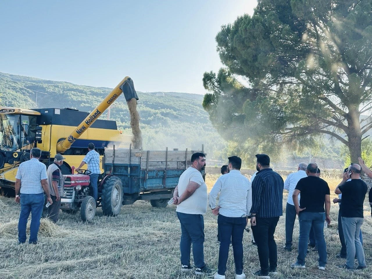 Menteşe Tarlalarında Hasat Bereketi