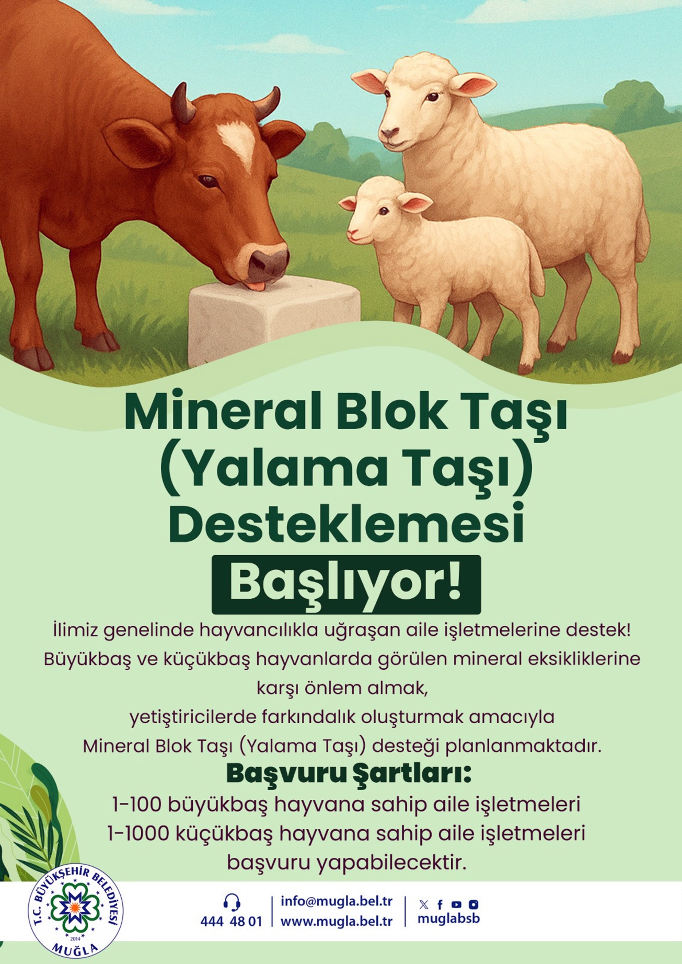 Üreticinin Maliyetini Düşürecek Destek: Büyükşehir'den Hayvanlara Mineral Taşı