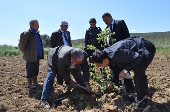 Yatağan’da Trüf mantarı hasadı 2018’de