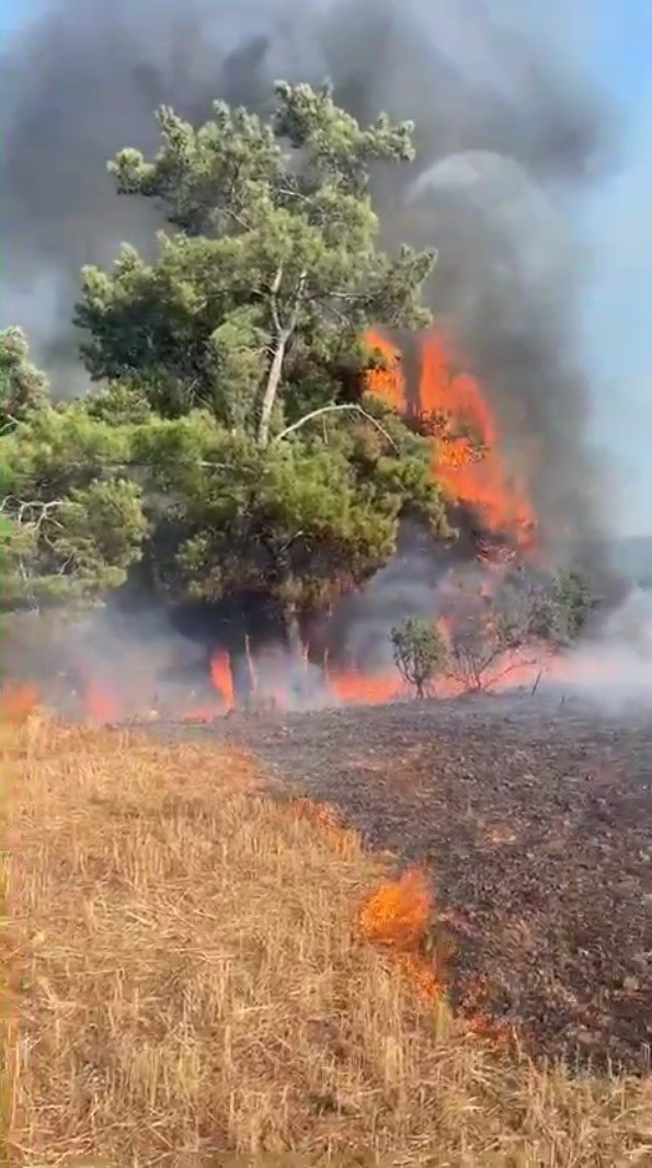 Enerji nakil hattına çarpan kuş yangına neden oldu