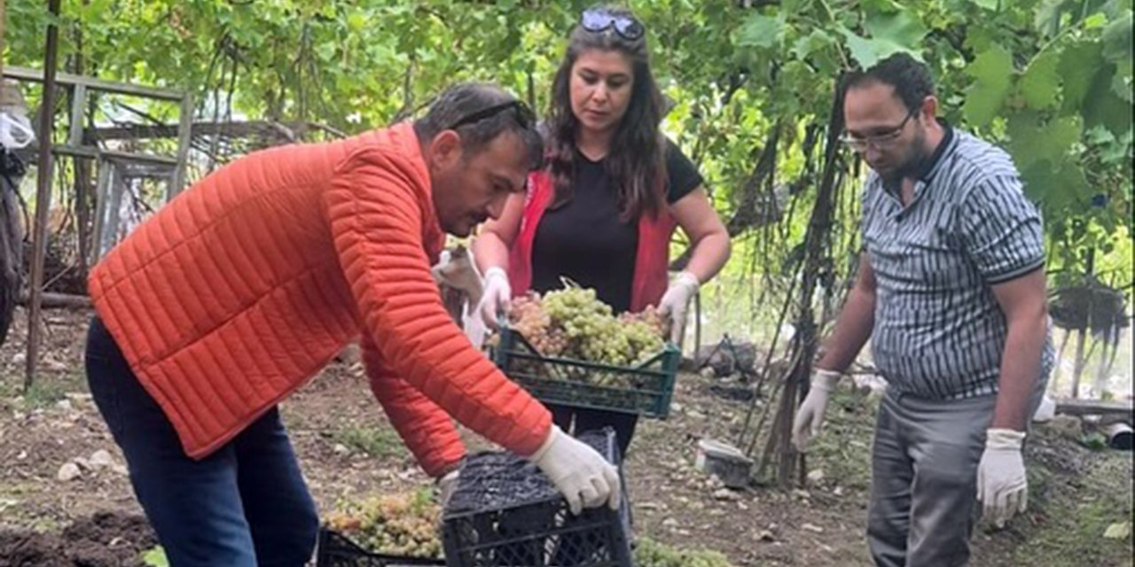 SEYDİKEMER'DE BAZI ÜZÜMLERDE YASAKLI AKTİF MADDE TESPİT EDİLDİ