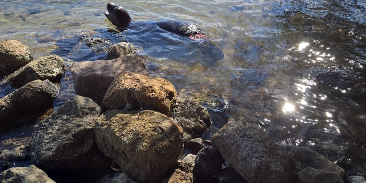 YARALANAN AKDENİZ YAVRU KEŞİŞ FOKU ÖLDÜ