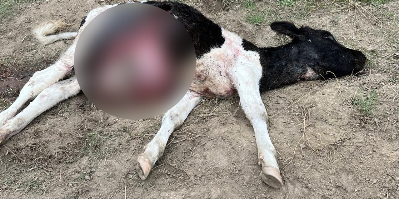 YATAĞAN’DA KURT PANİĞİ: 4 HAYVAN TELEF OLDU