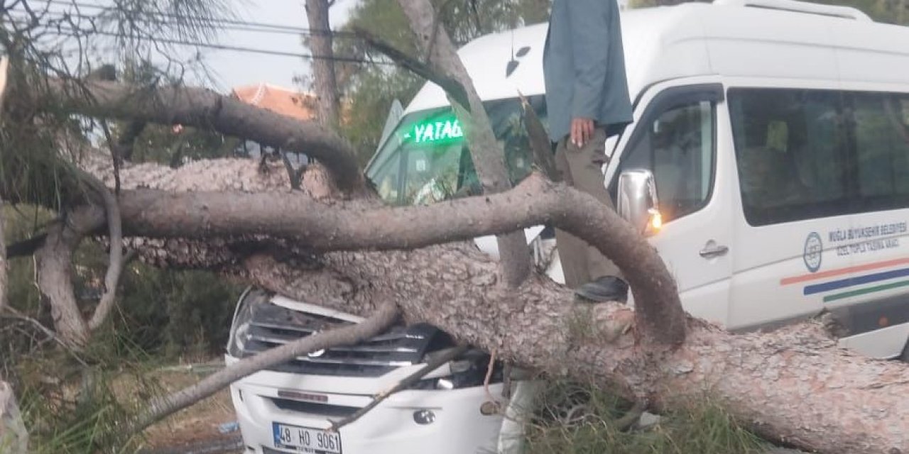 YATAĞAN’DA HAREKET HALİNDEKİ DOLMUŞUN ÜZERİNE AĞAÇ DEVRİLDİ