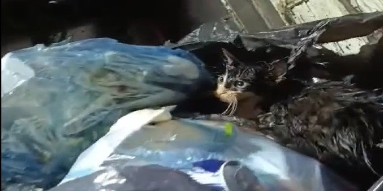 Kediyi poşete koyup çöpe attılar