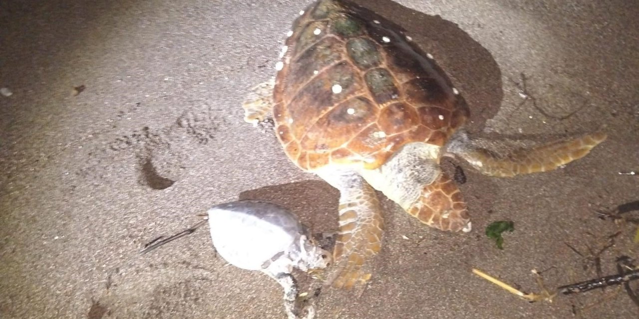 MARMARİS'TE 2 CARETTA CARETTA KIYIYA VURDU