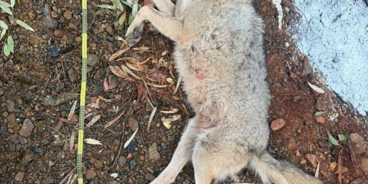 Fethiye'de aracın çarptığı kurt bilim projesine ışık tutacak