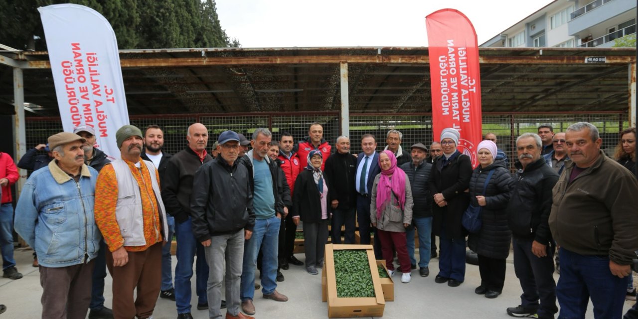 500 BİN ATA TOHUMUNDAN ÜRETİLEN FİDELER TOPRAKLA BULUŞUYOR
