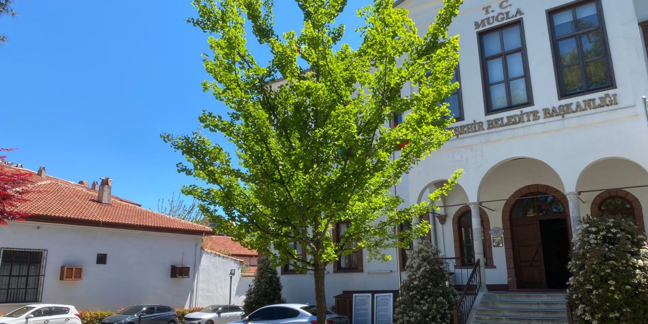 Dinozorlar Çağından Bugüne: Muğla’daki Mabet Ağacı İlgi Odağı