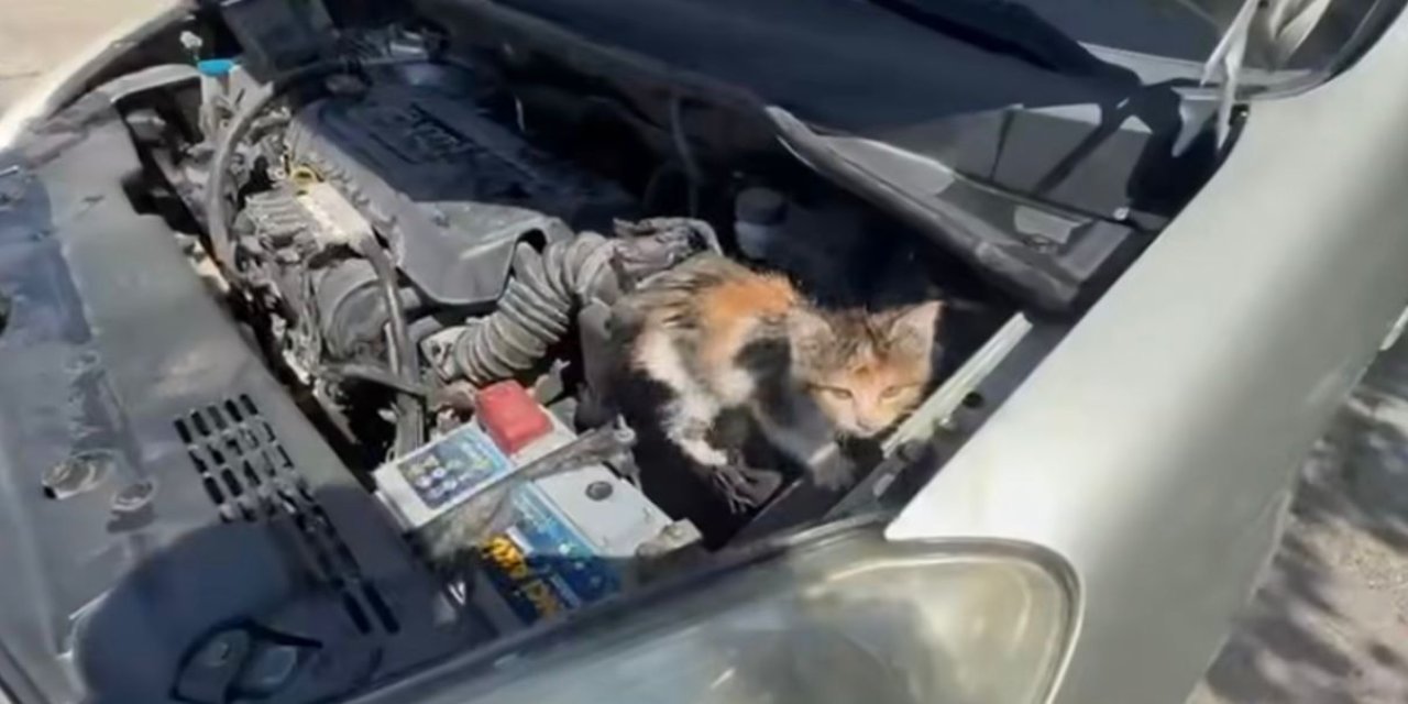 Motor Kısmına Saklanan Yavru Kedi Son Anda Fark Edildi