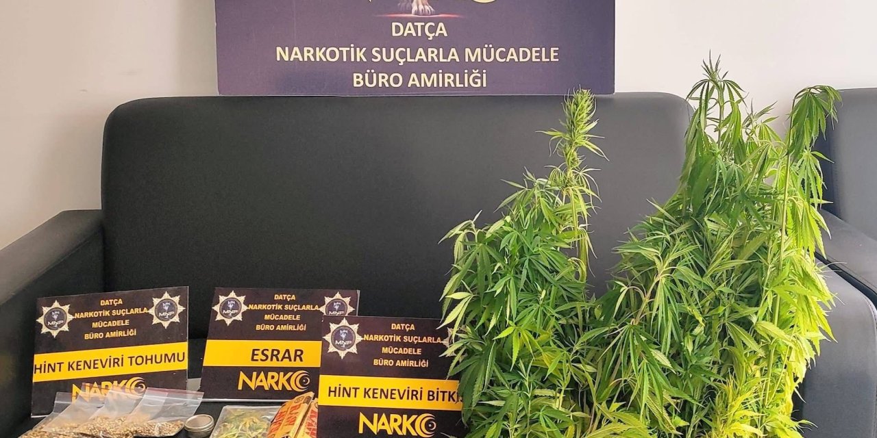 Datça’da uyuşturucu operasyonu: 200 kök Hint keneviri ele geçirildi, 1 tutuklama