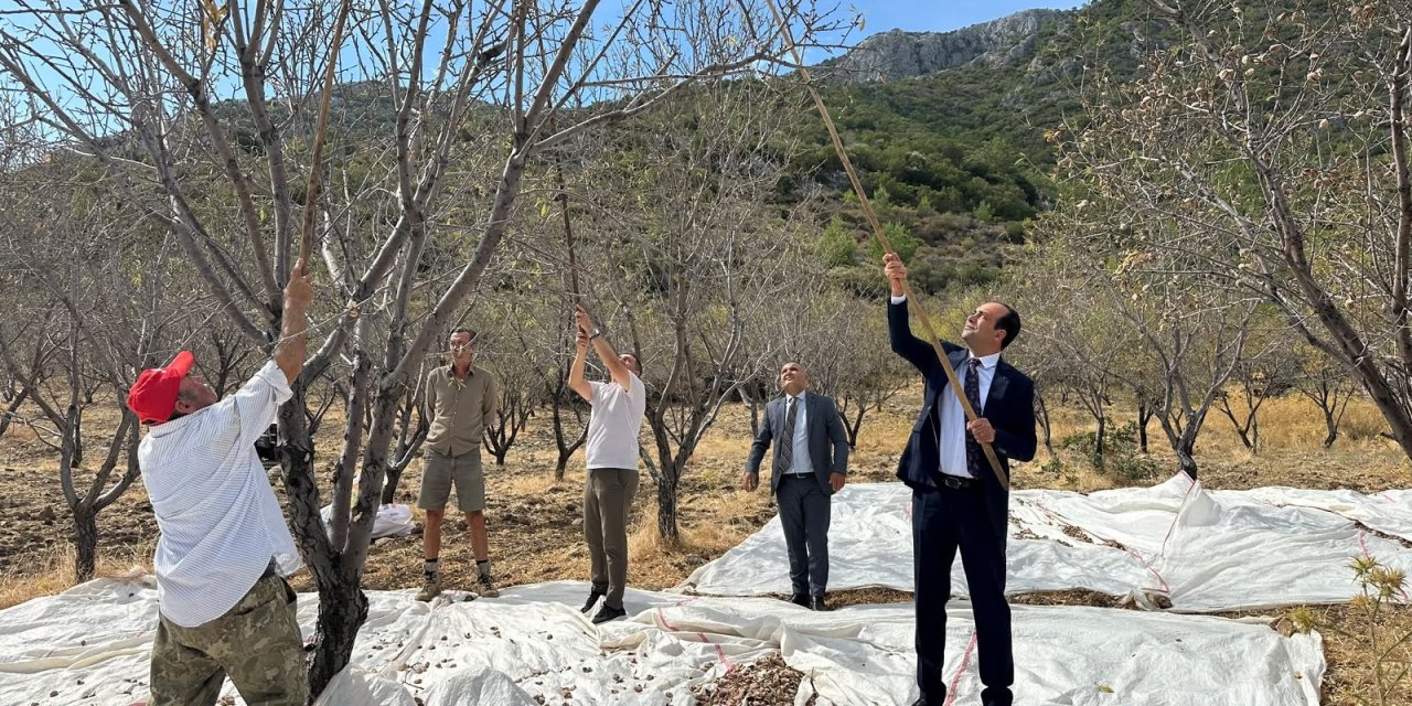 DATÇA’DA BADEM HASADI SÜRÜYOR