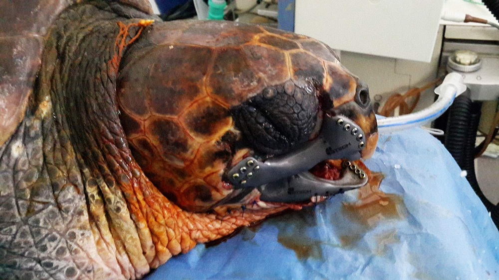 Caretta’ya Protez Çene yapıldı