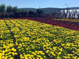 Bitki satışları sürüyor