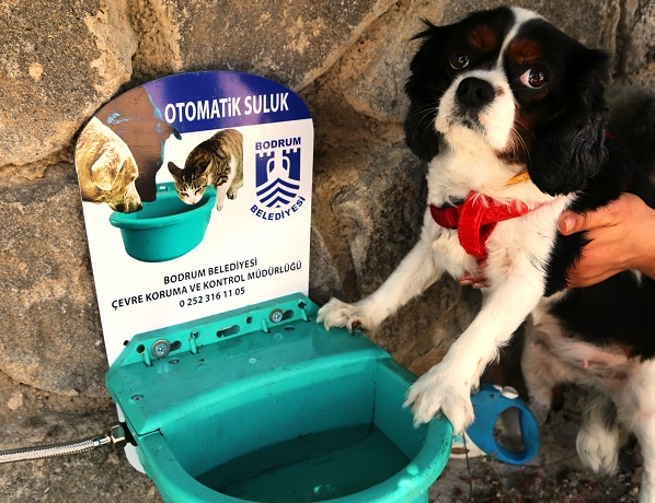 Bodrum’da hayvanlar susuz kalmayacak