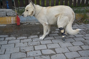 Yardımlar köpeğe protez ayak oldu