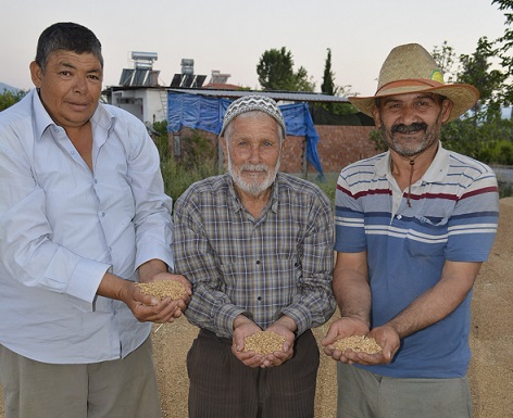 Buğday üreticisi sıkıntılı