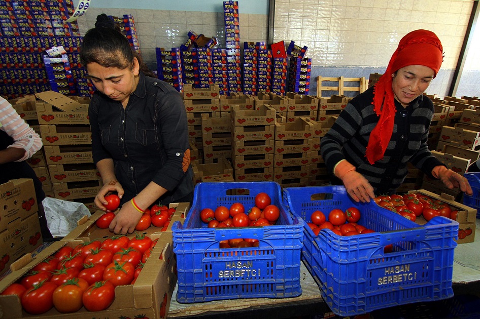 Muğla ürünlerinden 2 milyar 877 milyon TL