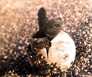 İztuzu’nda Caretta krizi