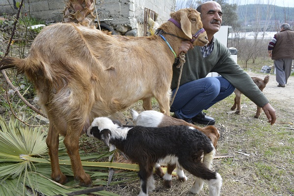 Keçi, kuzu doğurdu