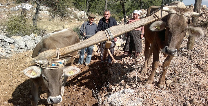 Muğla tarım alanlarını değerlendiriyor