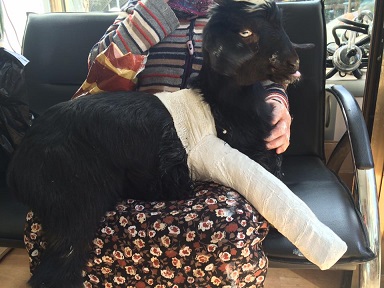 Yaramaz’ın yaramazlığı veterinerlik etti