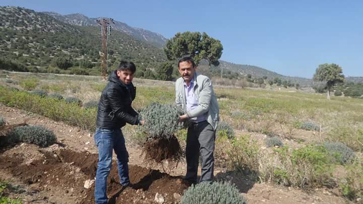 Seydikemer Lavanta kokuyor