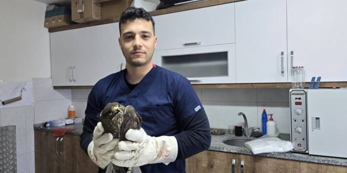 Seydikemer’de yaralı şahin tedavi altına alındı