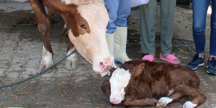 Muğla'da buzağı kayıpları yüzde 1'e indirilecek