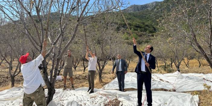 DATÇA’DA BADEM HASADI SÜRÜYOR
